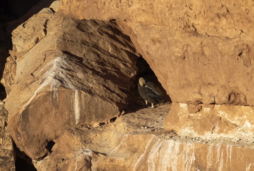 El zoológico de Los Ángeles ha alcanzado un hito significativo en la conservación de la fauna al registrar un número récord de polluelos de cóndor de California nacidos en una sola temporada. Con un total de 17 polluelos nacidos, superando el récord anterior de 15 polluelos establecido en 1997, este logro representa un avance crucial para el Programa de Recuperación del Cóndor de California (CCRP).